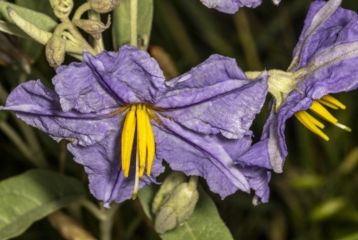 Horse Nettle April 2025